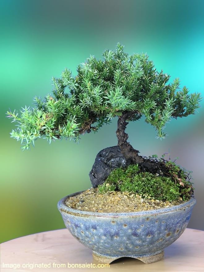 A 5+ Year Old Juniper Bonsai Tree in Japanese Setku Bowl Live Indoor Bonsai