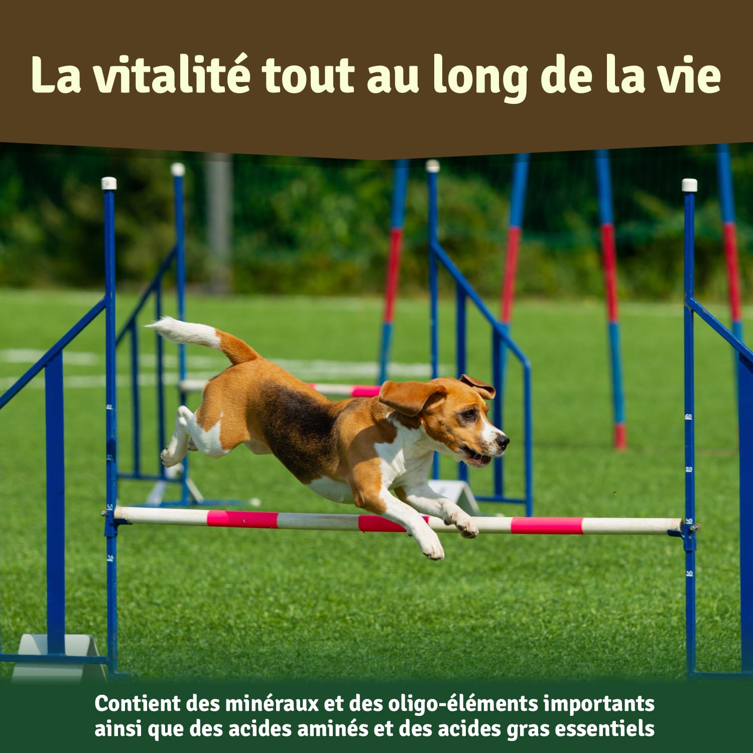 Veddelholzer Poudre 100% Naturelle de Moule aux orles Verts pour Chien 500 g Extrait de Moule Vert avec Acceptation élevée pour Tous Les Chiens