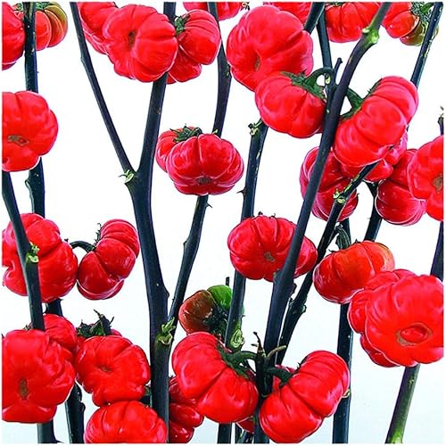 Park Seed Semillas de berenjena de calabaza en palo