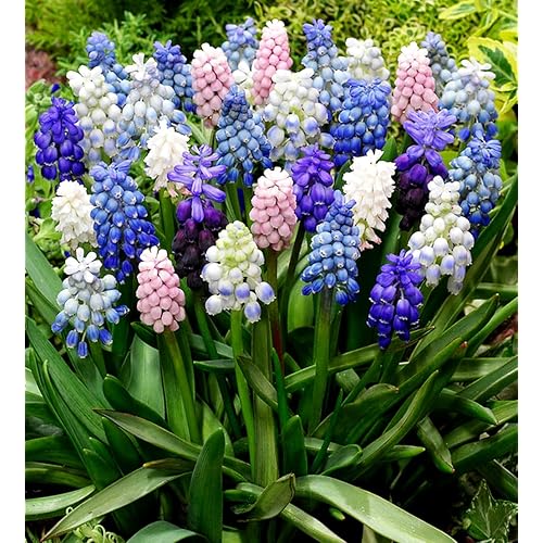 Muscari Mix Bulbs - Perennial Muscari Mixture Grape Hyacinth | Fragrant and Narrow Strap Shaped Flowers - Size 8-9 cm (10 Bulbs)