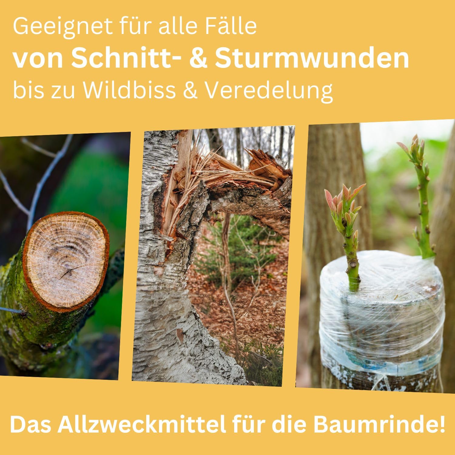 thymian zimmerpflanze Gold Thymian – Kräuterfritz