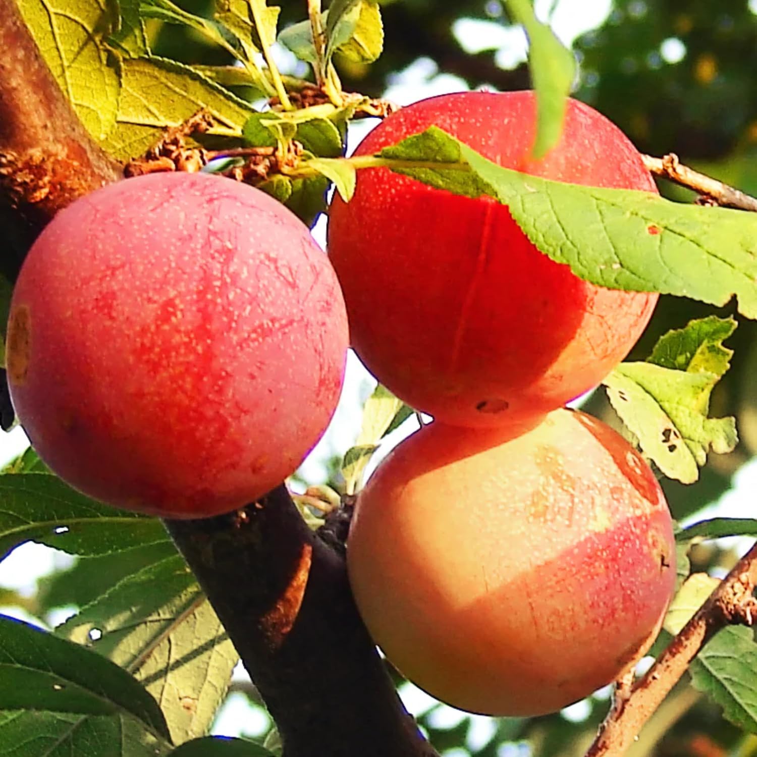Set 2 Wild Plum Trees Live Plants, 12-24 Inch Tall, Sweet Plum Plant Live for Planting, Bareroots Dormant