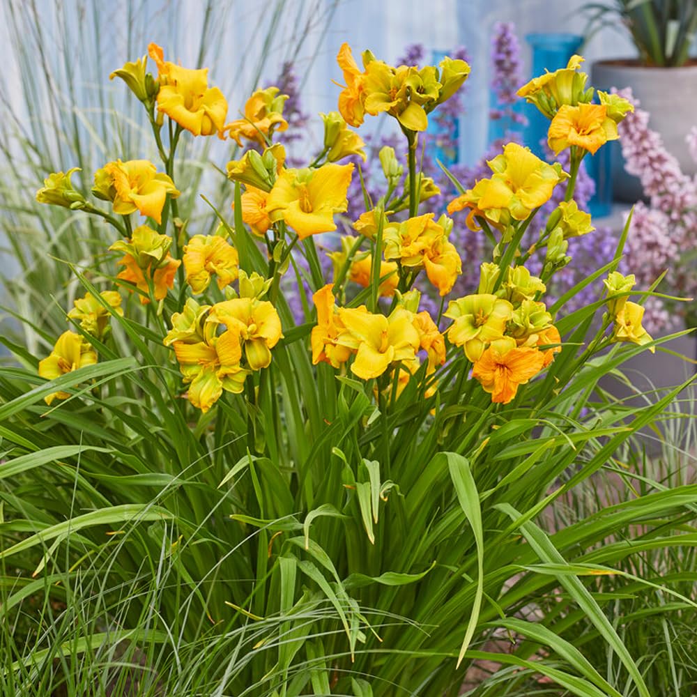 YouGarden Daylily 'See You Tomorrow', 1 x 9cm Pot, Evergreen, Early Flowering, Seven Day Blooms, RHS Chelsea 2025 Shortlisted