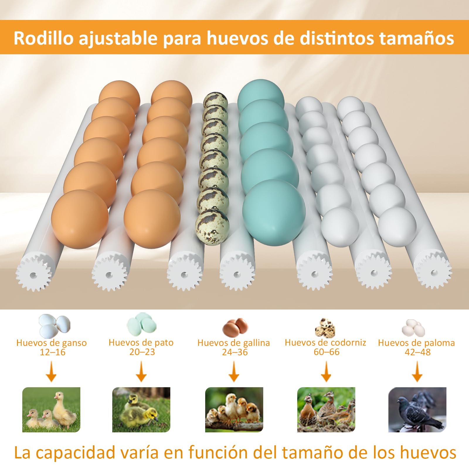 Incubadora Huevos Gallina para 36 huevos, Incubadora de Huevos Automatica con Control Temperatura, 5 Modos de Incubación Automáticos, Pantalla de Humedad, Llenado Automático de Agua y Volteo