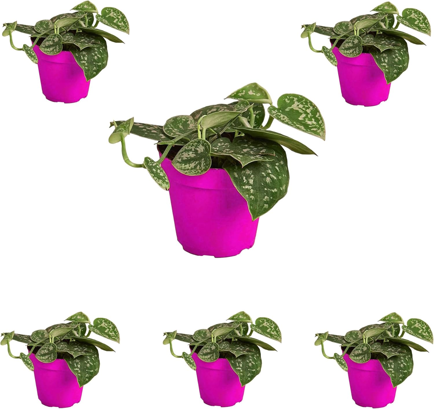 6 Pack Pothos 'Satin' in 4in Pot - Live Plants Tropical Houseplants | Variegated | USA Growers | The Snobby Leaf