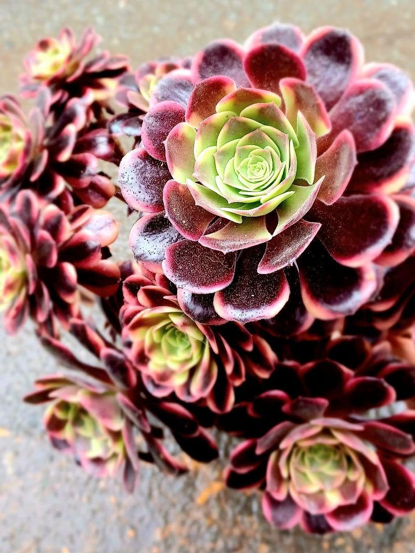 アエオニウム 6品種♡抜き苗セット⑦ アエオニウム 6品種♡抜き苗セット⑦ 2025年最新】アエオニウム セット