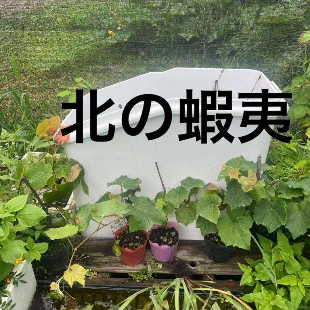 山葡萄 苗木 8本 山葡萄（ヤマブドウ）雌株 挿し木苗 1本 - 北の山菜