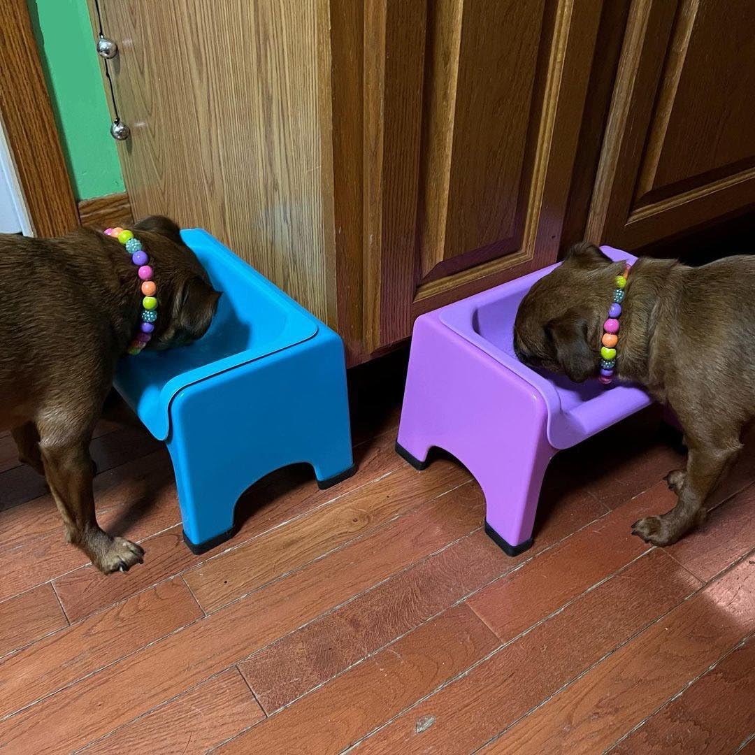 Erhöhter Hunde- und Katzennapf mit Silikonnapf für kleine und mittelgroße Haustiere -Blaugrün