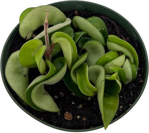 Miniatura 2 de Planta de cuerda hindú india - Hoya - Exótica/Fácil - Maceta de 4"