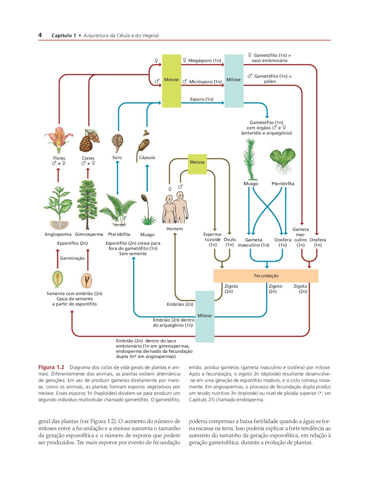 Fisiologia e Desenvolvimento Vegetal