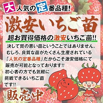 Amazon.co.jp: いちご苗 さちのか 5株 / 国華園 25年秋商品 : DIY Amazon.co.jp: いちご苗 さちのか 5株 / 国華園 25年秋商品 : DIY