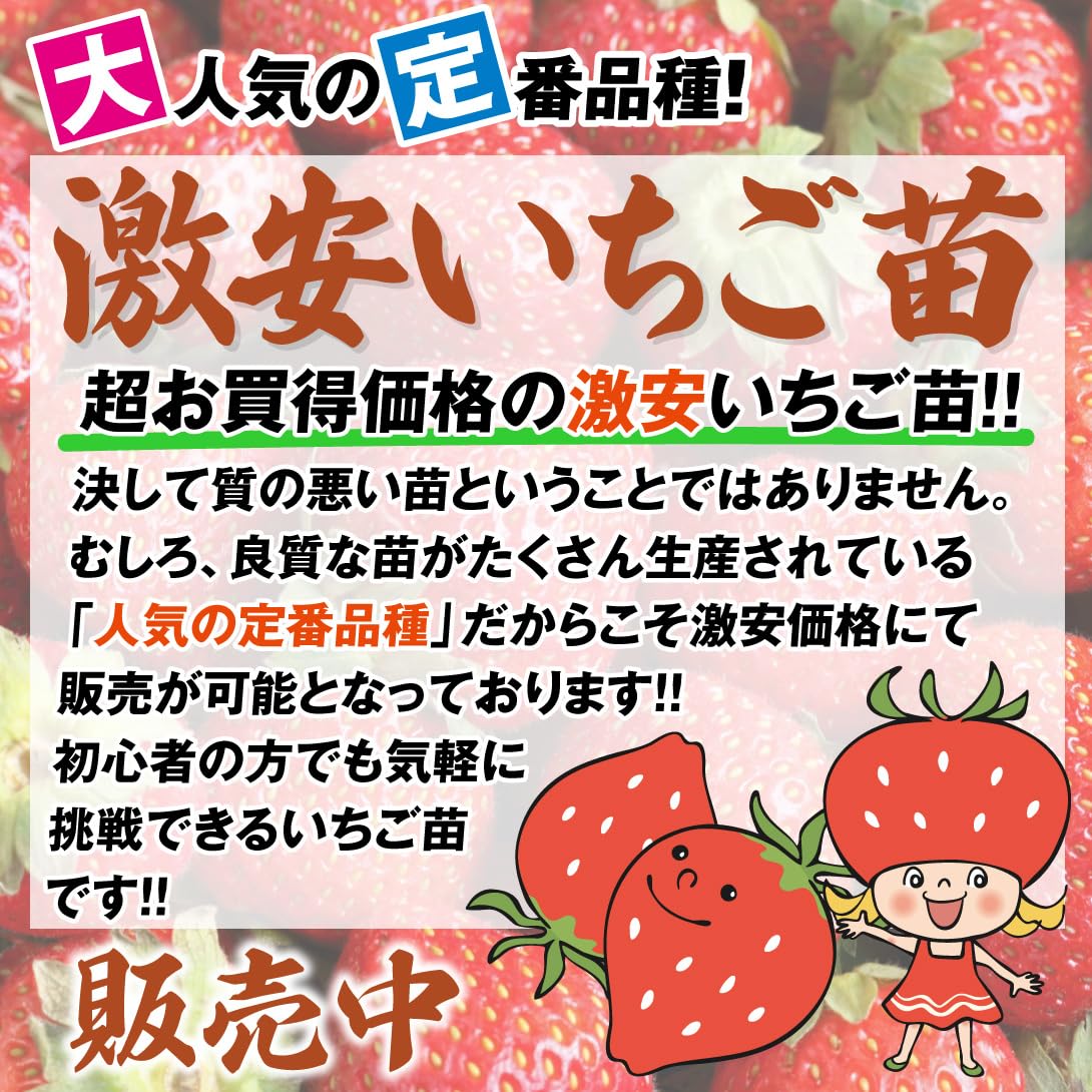 Amazon.co.jp: いちご苗 さちのか 5株 / 国華園 25年秋商品 : DIY