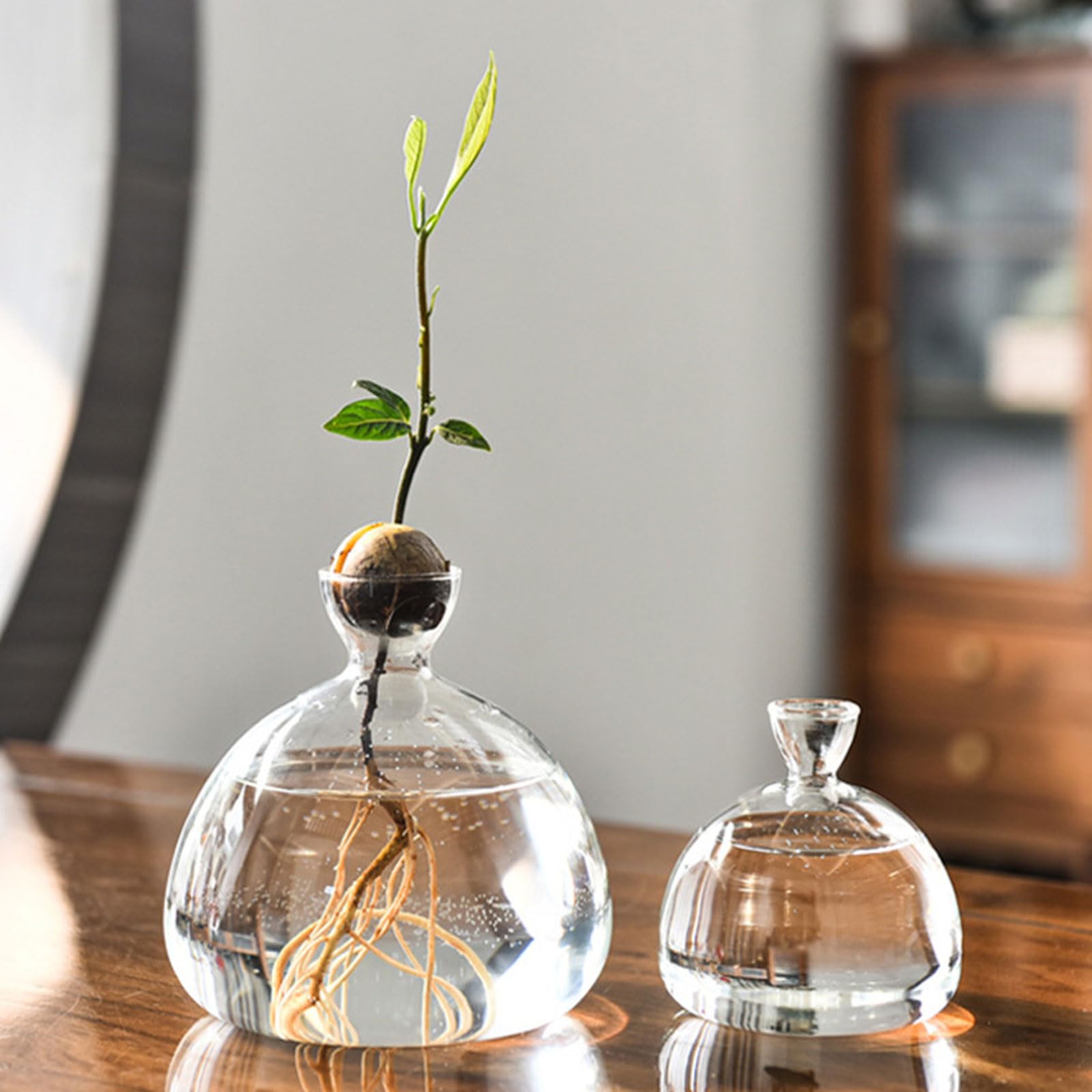 Vase de démarrage pour Avocat en Verre Transparent, récipient de Propagation hydroponique pour Fleurs, Cadeau pour la Maison et Le Bureau, décorations de Bureau