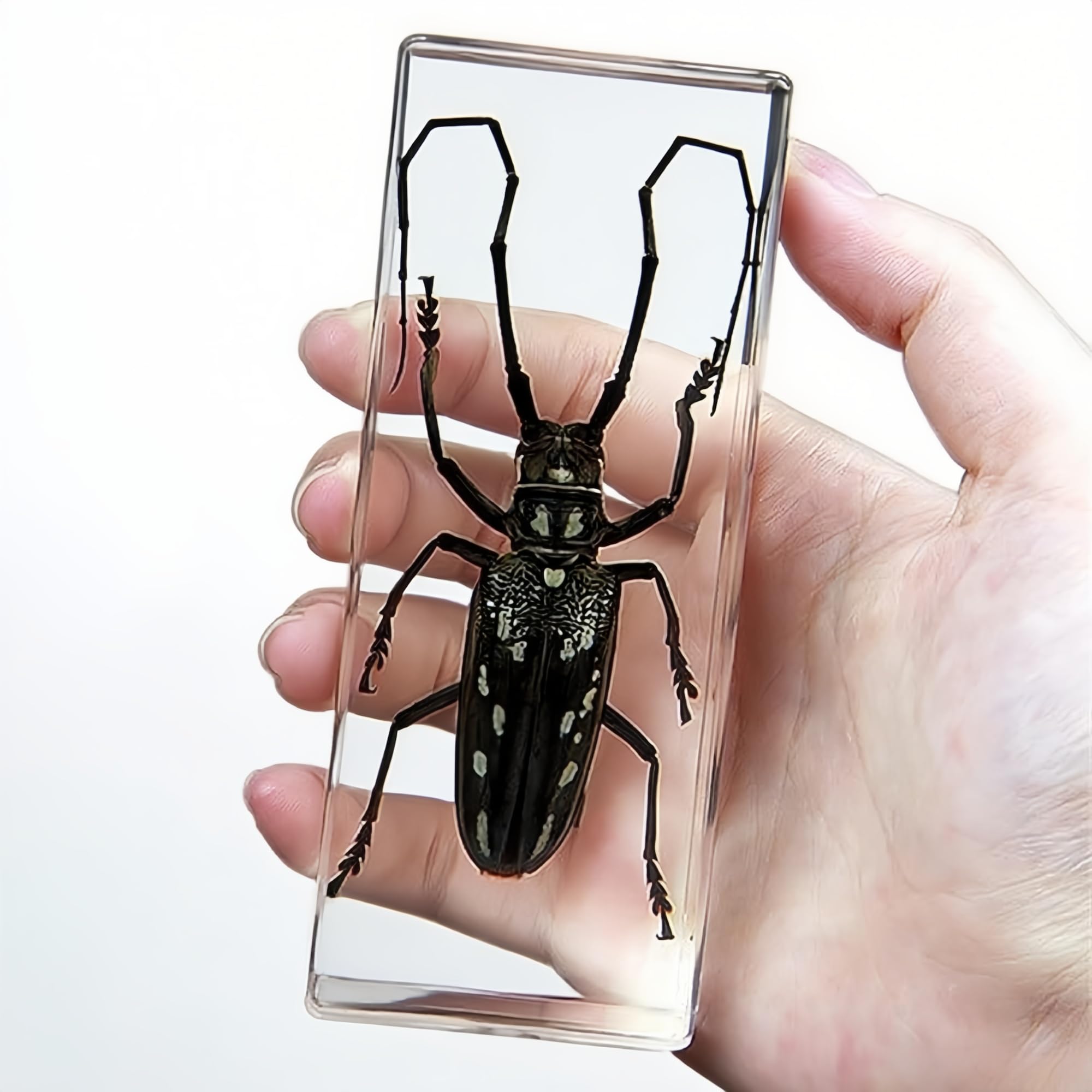 Real Longhorn Beetle in Clear Resin – Preserved Insect Specimen for Display, Educational Collection, or Paperweight Decor