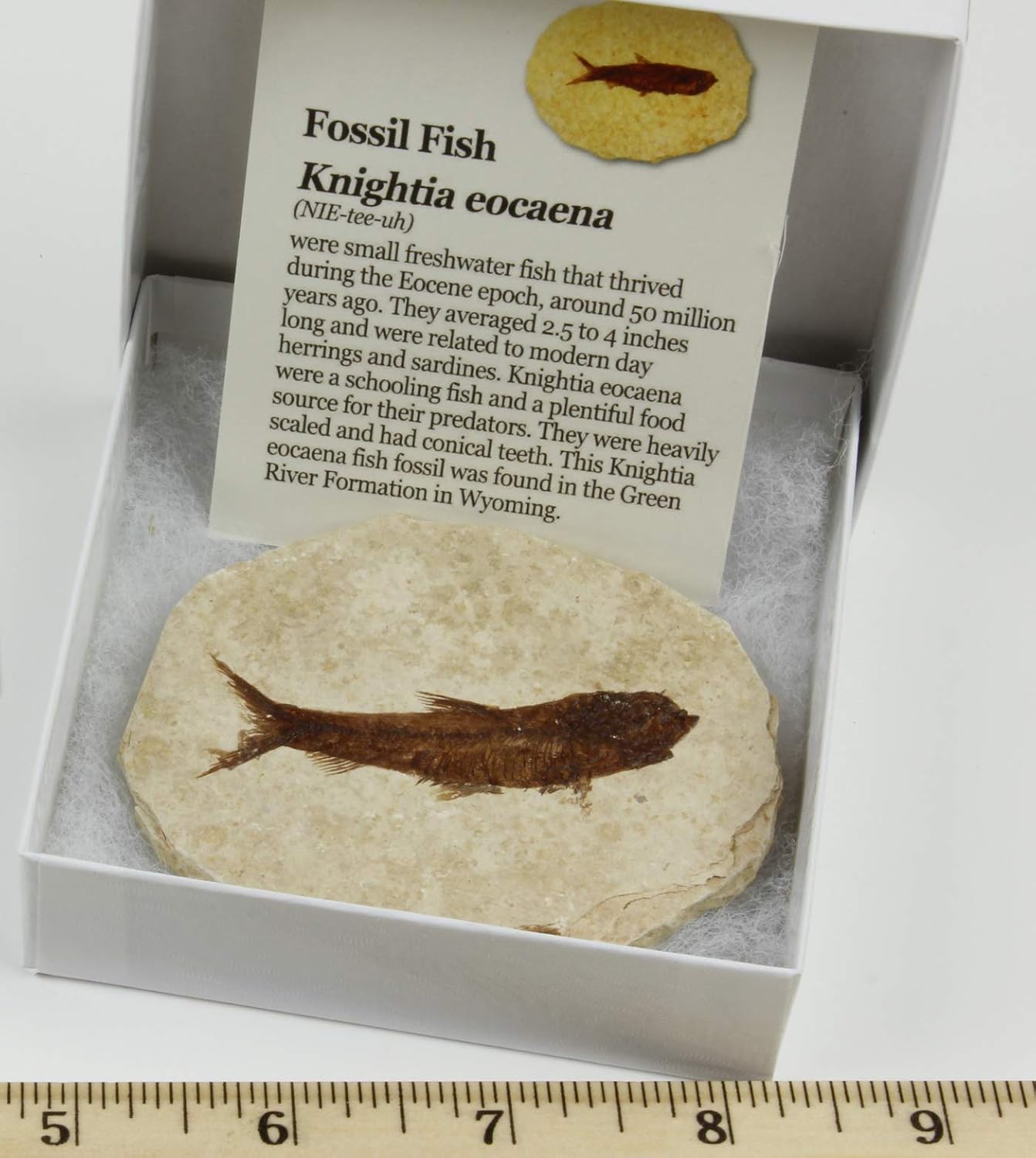 Dancing Bear Fossil Fish (Knightia) Includes Identification Book, Educational Description Card, Display Stand, Gift Box, Genuine Specimen 50 Million Years Old, Mined and Made in USA, Kids Learn STEM