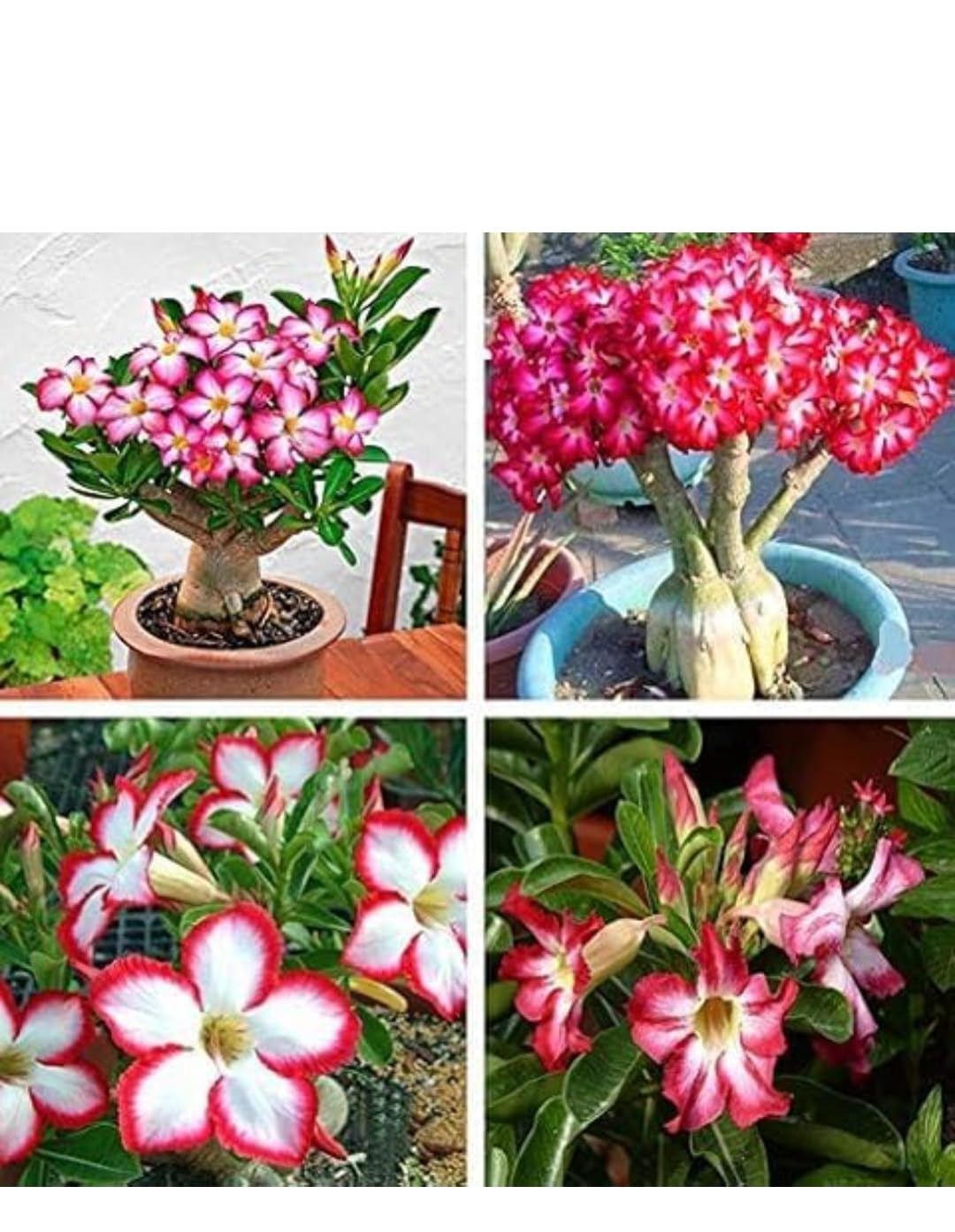 Desert Rose Adenium Plant Live Succulent Plant, Bonsai plant all seasons-image-38