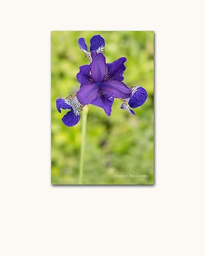 Miniatura 4 de Royal Purple Blue Flower Portrait on CANVAS Indigo Iris Photo Floral Photography Spring Green Wall Art Botanical Photographic Print Home Decor Ready