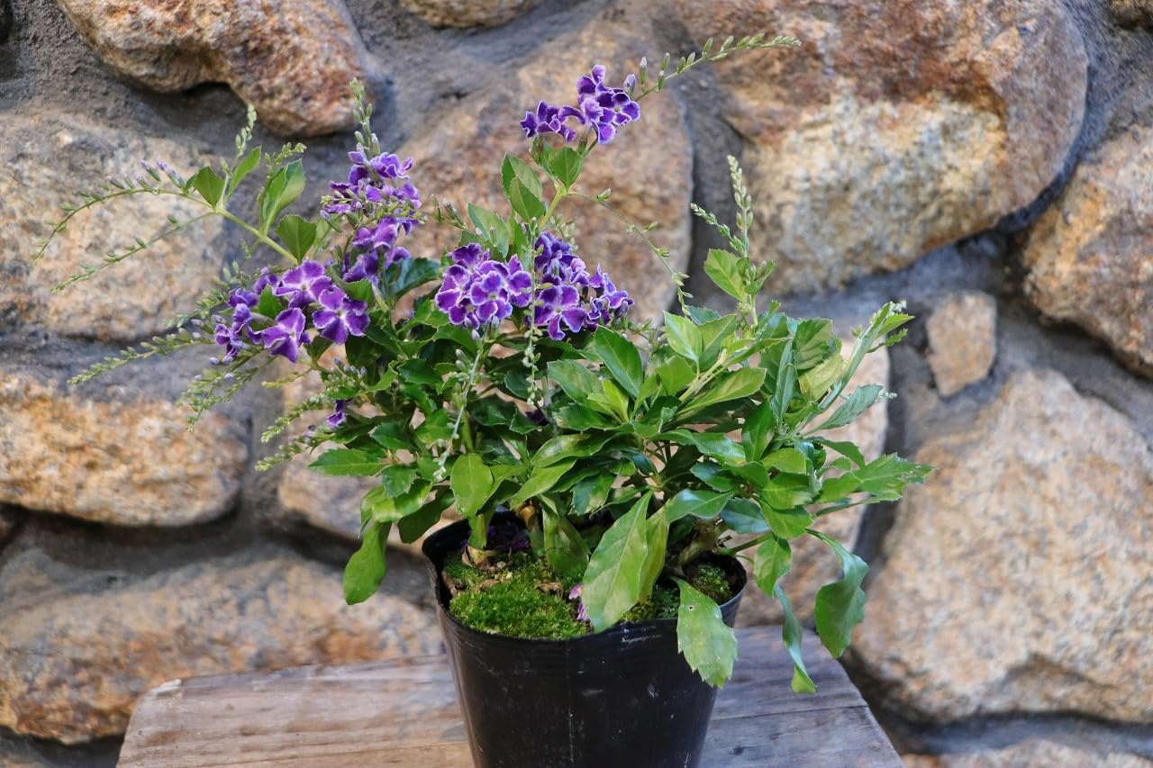 Amazon.co.jp: デュランタ 宝塚 3〜3.5号ポット苗 1株販売 寄せ植え