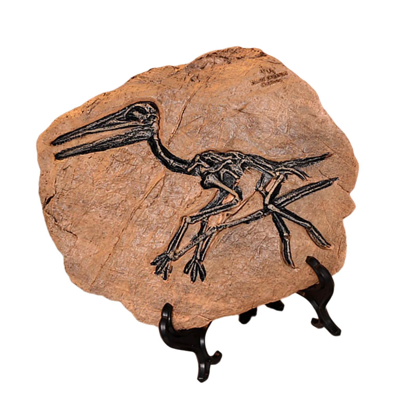 Tianquxngi Pterosaur Realistic Dinosaur Skeleton Fossils Resins Statue Figurine Ornament For Desktop Book Shelf Display And Collection