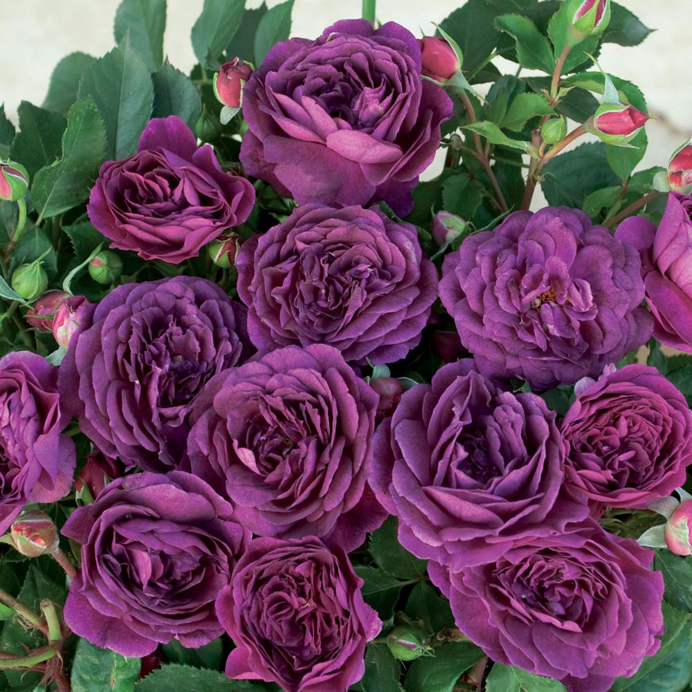 Purple Eden®, rosaio vivo Rose Barni®, rosa viola scuro, pianta cespugliosa e compatta, profumata, adatta alla coltivazione in vaso, resistente ai parassiti, rifiorente fino autunno cod.72082