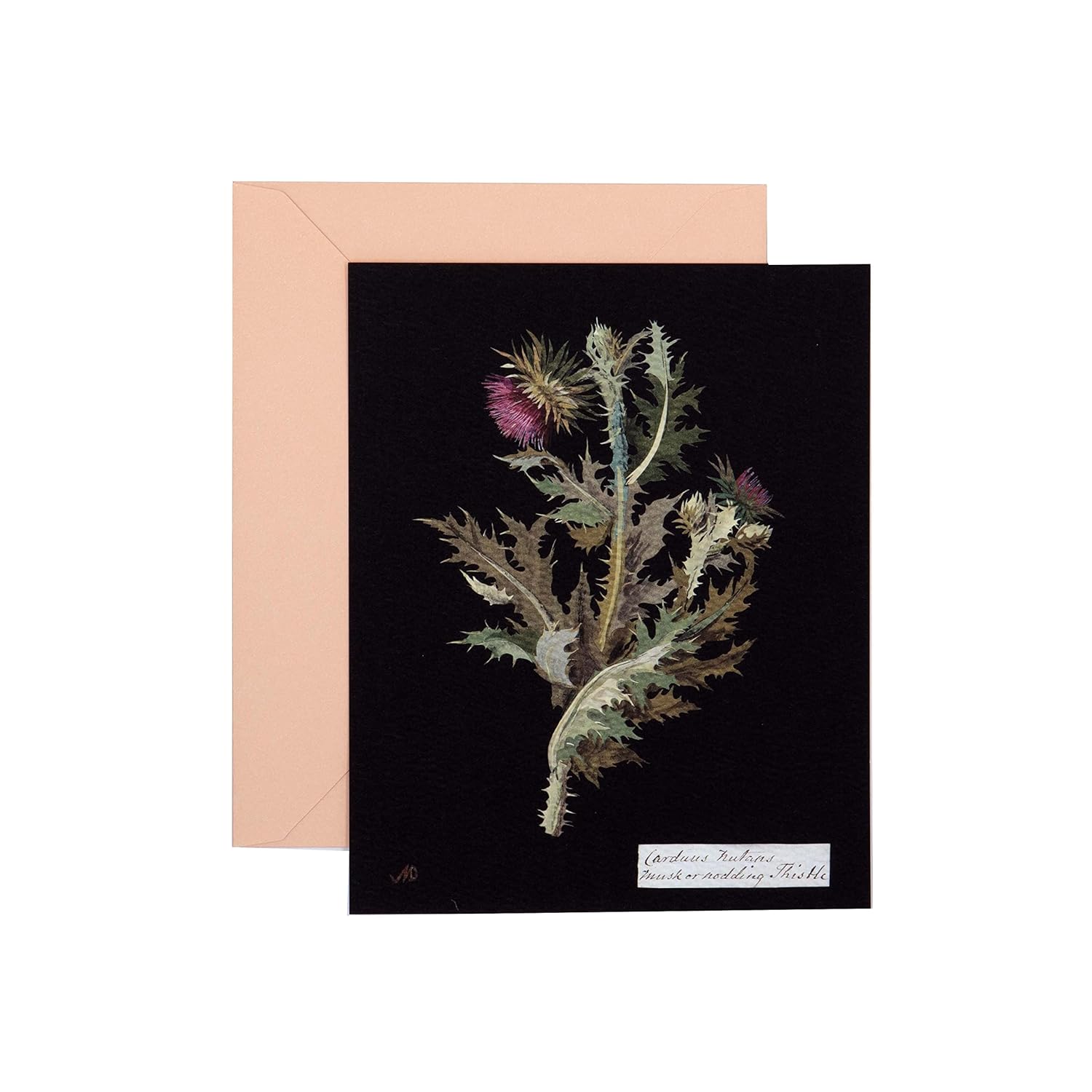 Paper Flowers Cards and Envelopes: The Art of Mary Delany - Image 4