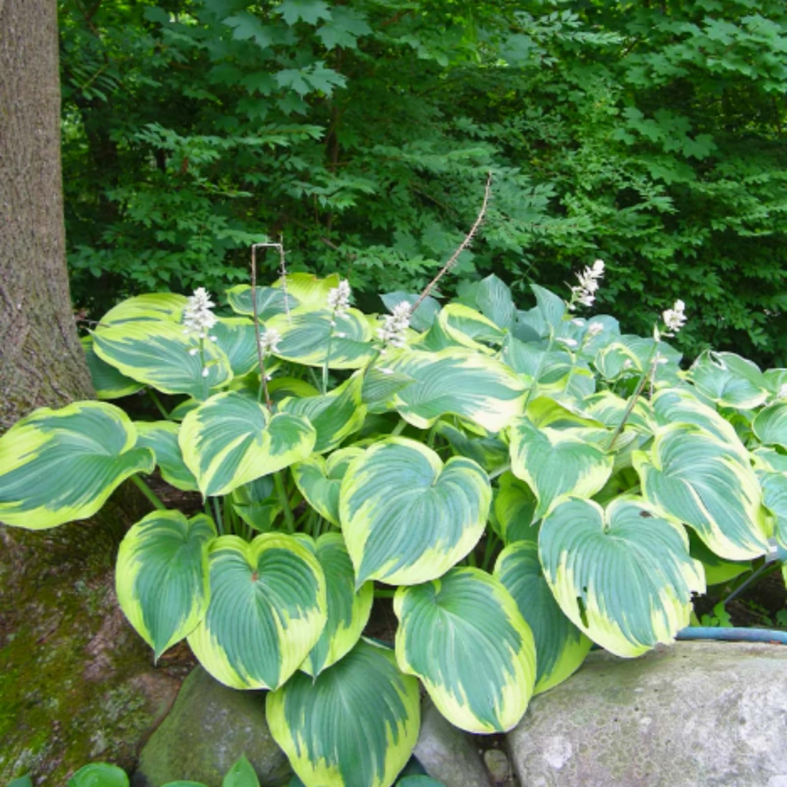 Premium Hosta Bulbs Simple to Grow – Perfect for Gardens, Enchanting Displays Hardy Hostas-15 Bulbs-E