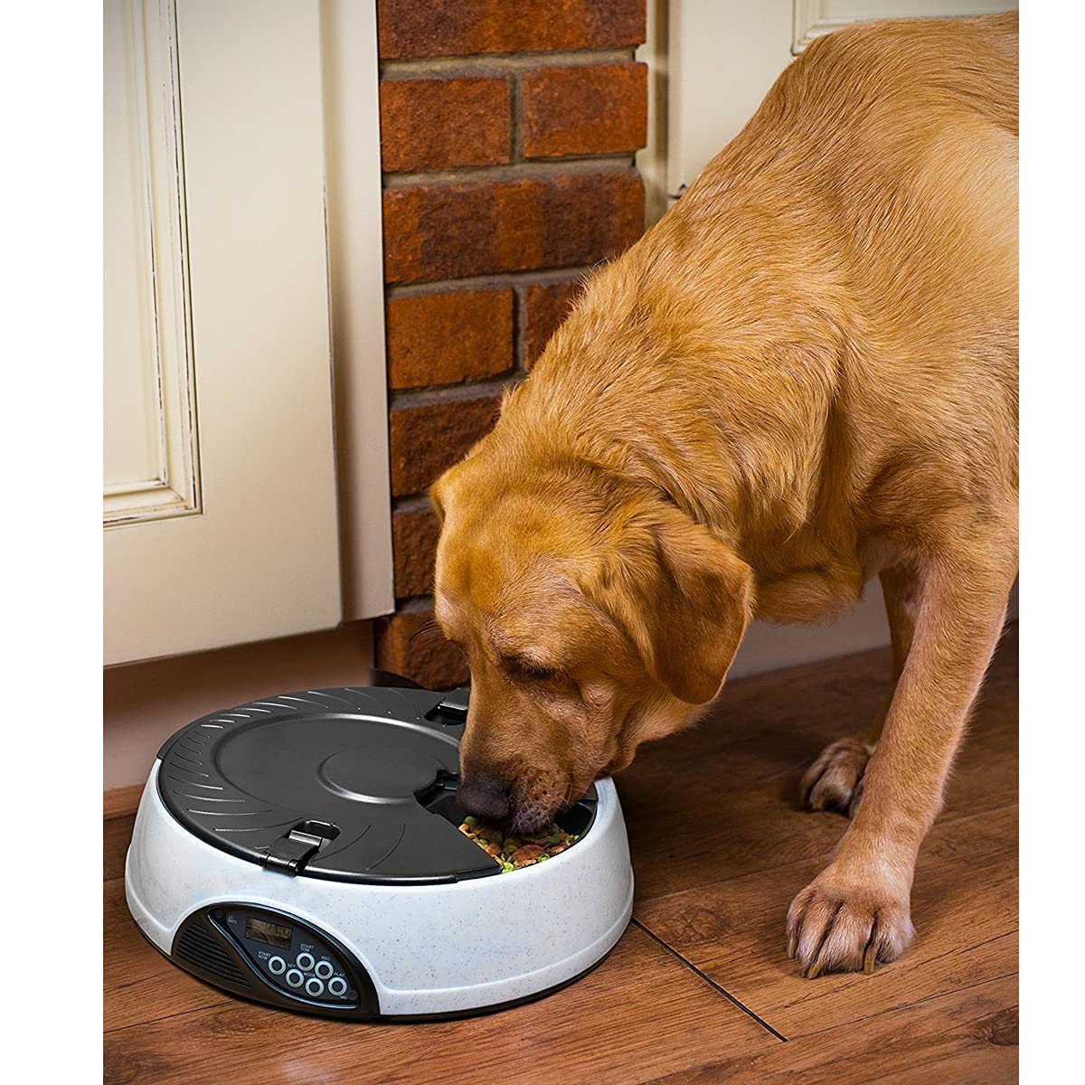 PETCUTE Comedero automático de gatos y dispensador de alimentos para mascotas con grabadora de voz (6 comidas / día programable) Blanco