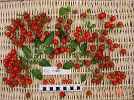 Amazon.co.jp: [SEED] Heirloom Tomato® Cuatomate Air Loom