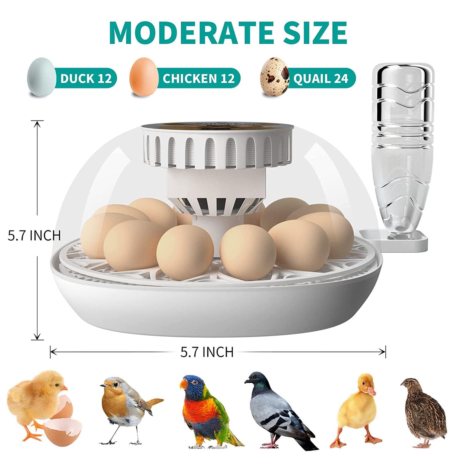 Incubatrice Automatica per Uova, incubatrice Automatica per Uova con Controllo della Temperatura e Rotazione delle Uova, Contiene 12 Uova, per polli da cova, Anatre, oche, quaglie