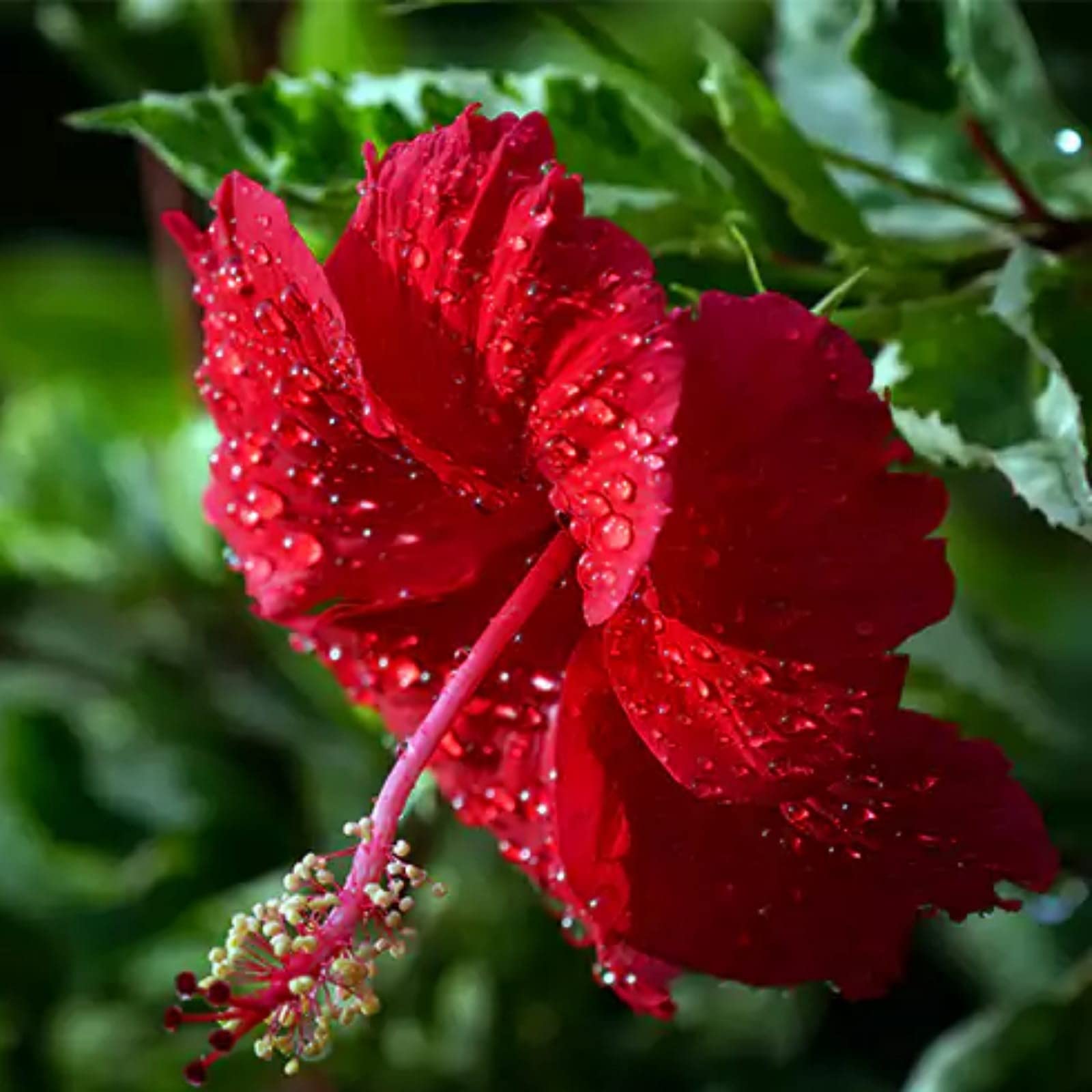 Guruji Plantation Hibiscus Gudhal Flower Plant Garden Live Plant Nursery Outdoor Living Plant (Red) (B0BVRV6PLK) Amazon Price History, Amazon Price Tracker