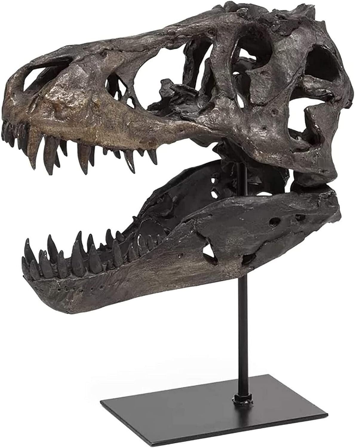 Statue de crâne de Sculptures de Dinosaures avec Support Réplique de crâne de tyrannosaure Décoration Réplique de crâne et d'os en résine avec Support pour la Maison, Le Bureau.
