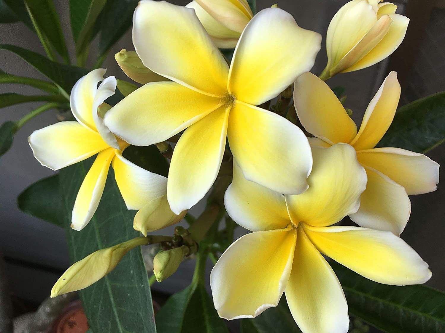 ヘザーブラウン　ジクレー　Yellow Plumeria Amazon.com : Hawaiian Fragipani Plumeria Plant Cutting Yellow zc4