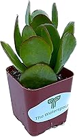 Vista 3 de Colecciones de cactus suculentas de 2 pulgadas (planta de jade Crassula Ovata)