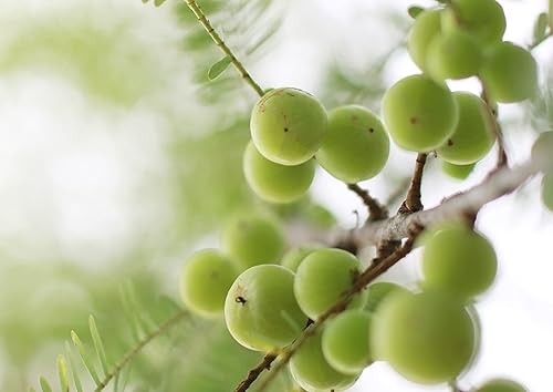 Miniatura 9 de Food to Live Polvo orgánico de bayas Amla (Amalaki), 1 libra de grosella espinosa india sin OMG, cruda, pura, finamente molida, kosher, vegana. Rico