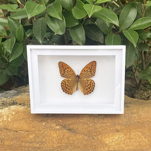 Miniatura 10 de 4 piezas de espécimen de mariposa, muestras de insectos de mariposa enmarcadas, suministros de taxidermia, caja de mariposa, regalo para hombres y