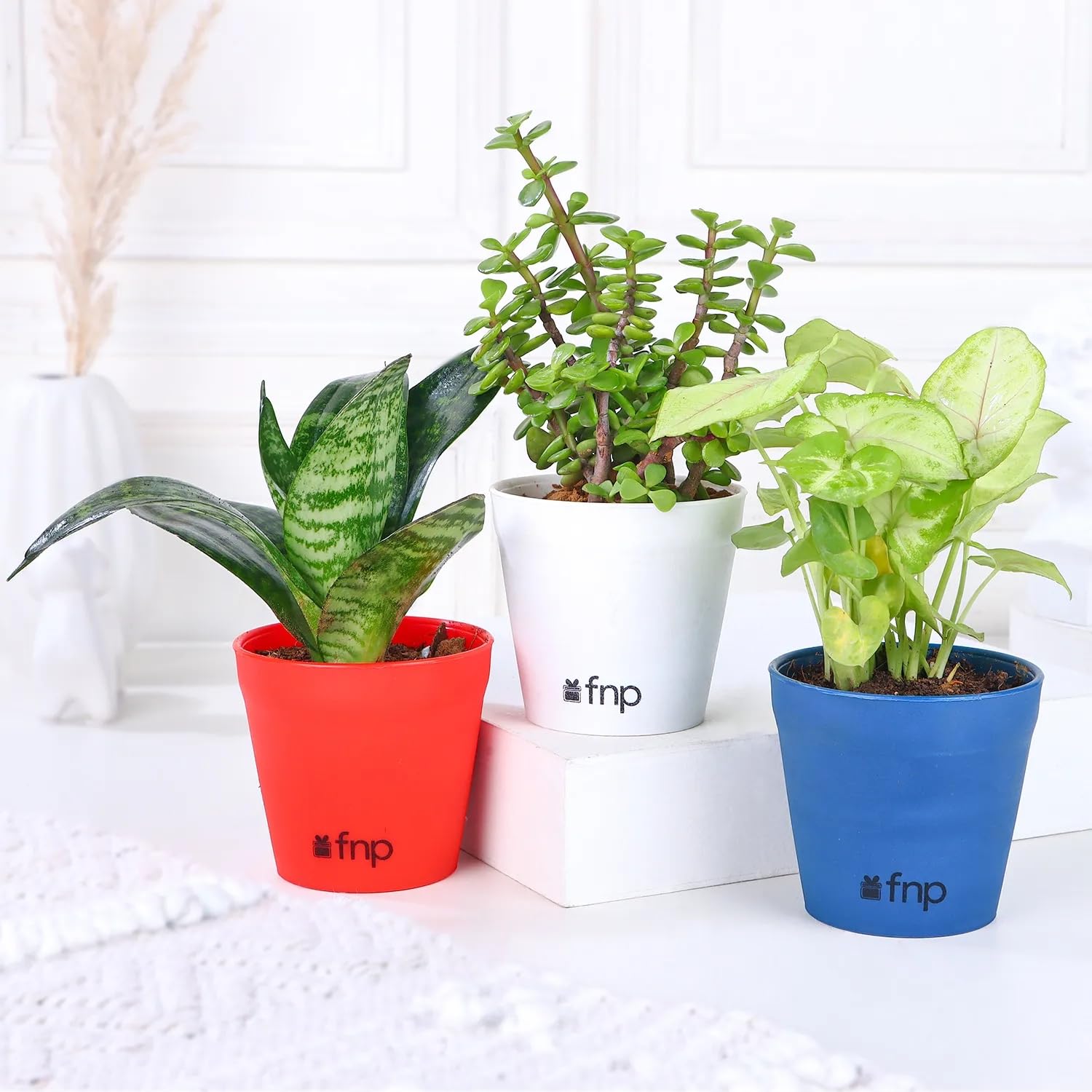 FNP Leafy House Plants Combo – Set of Easy-Care Indoor Plants for Home & Office Décor, Perfect Green Gift-picture-11