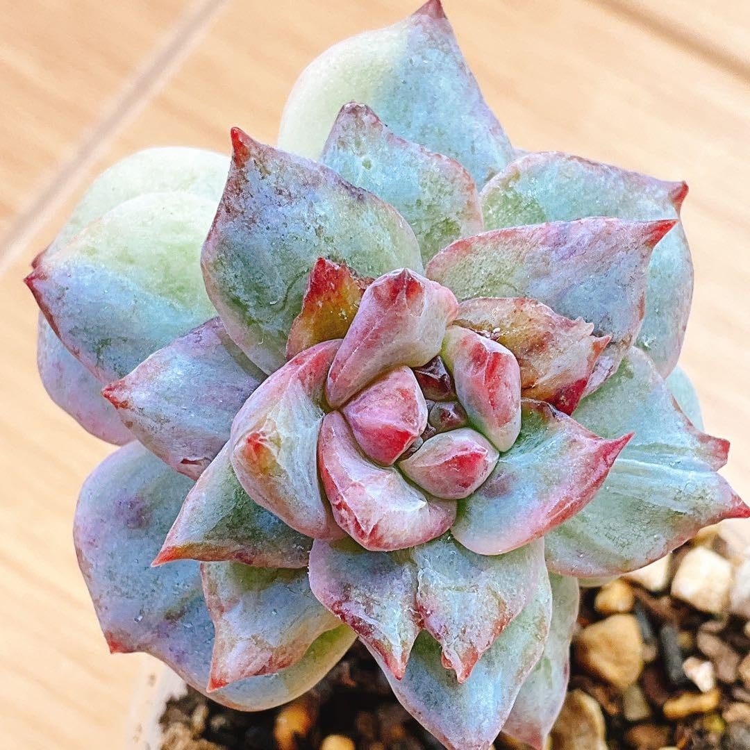 土なしS1、4、91、96、99　20品種入り　多肉植物リトープス　抜き苗 土なしS1、4、91、96、99 20品種入り 多肉植物リトープス 抜き苗