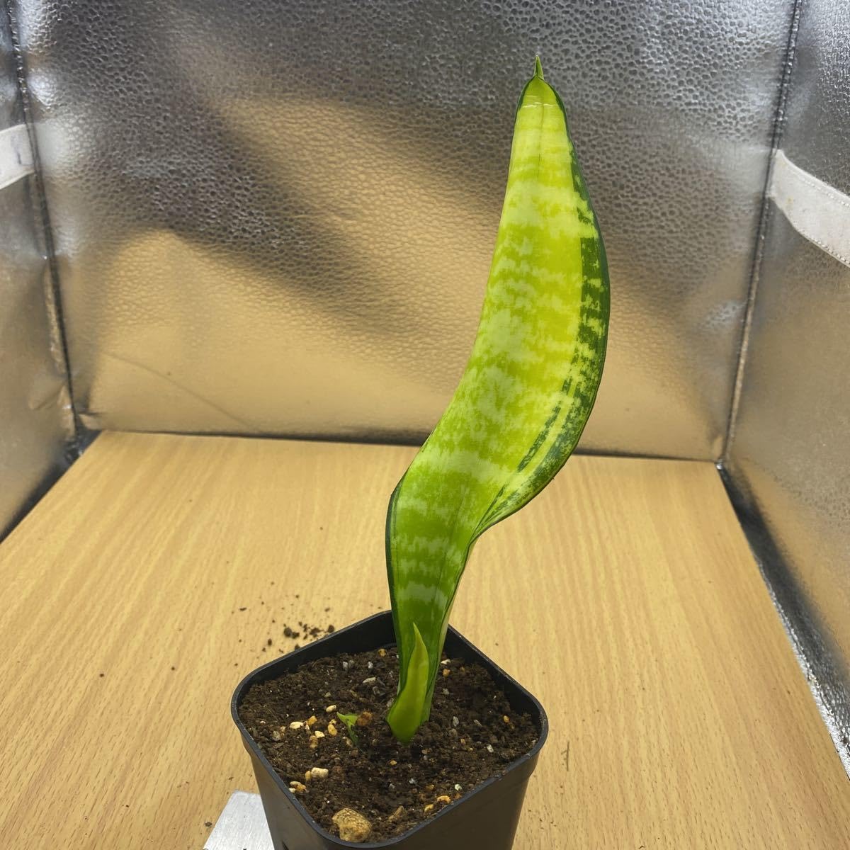 Amazon.co.jp: サンスベリア フツーラ 斑入り Sansevieria