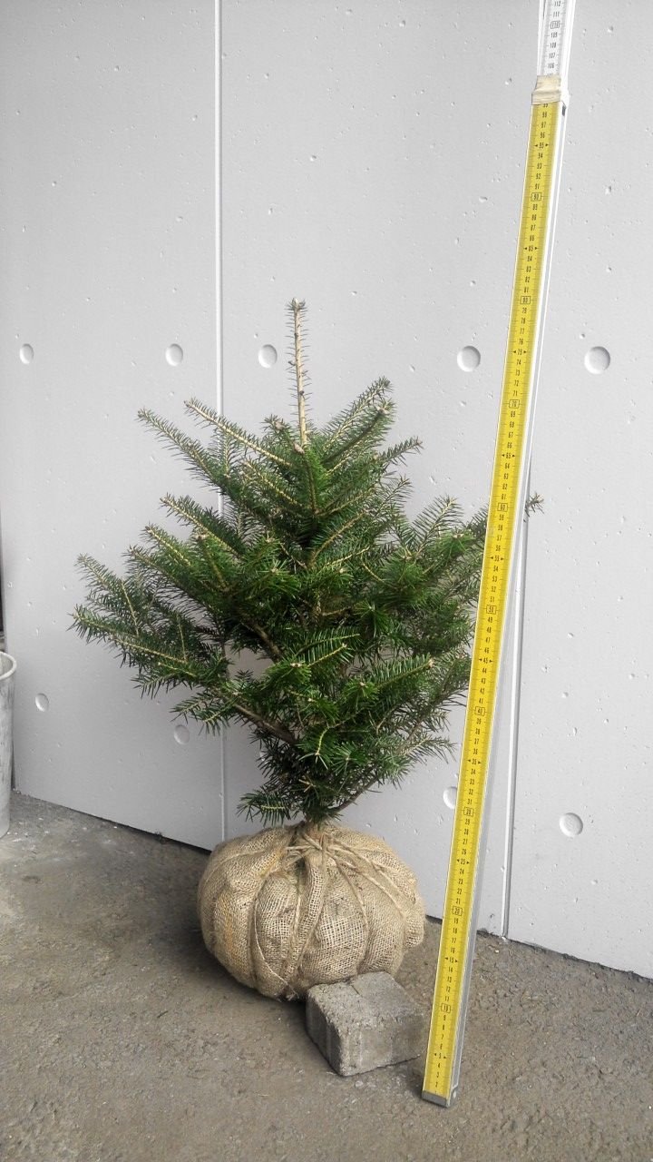 完売 【天然＊野生の可愛い樅の木さん】もみの木/縁起の善い新芽が