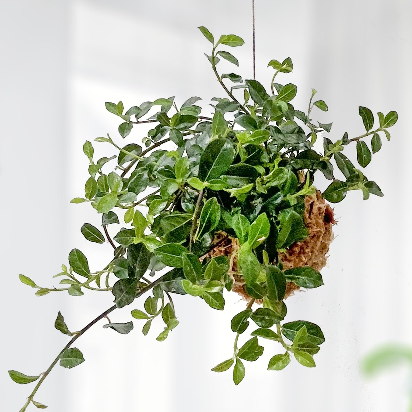 Amazon｜シャングリラ つる性ガジュマル 苔玉 幸福を呼ぶ 観葉植物