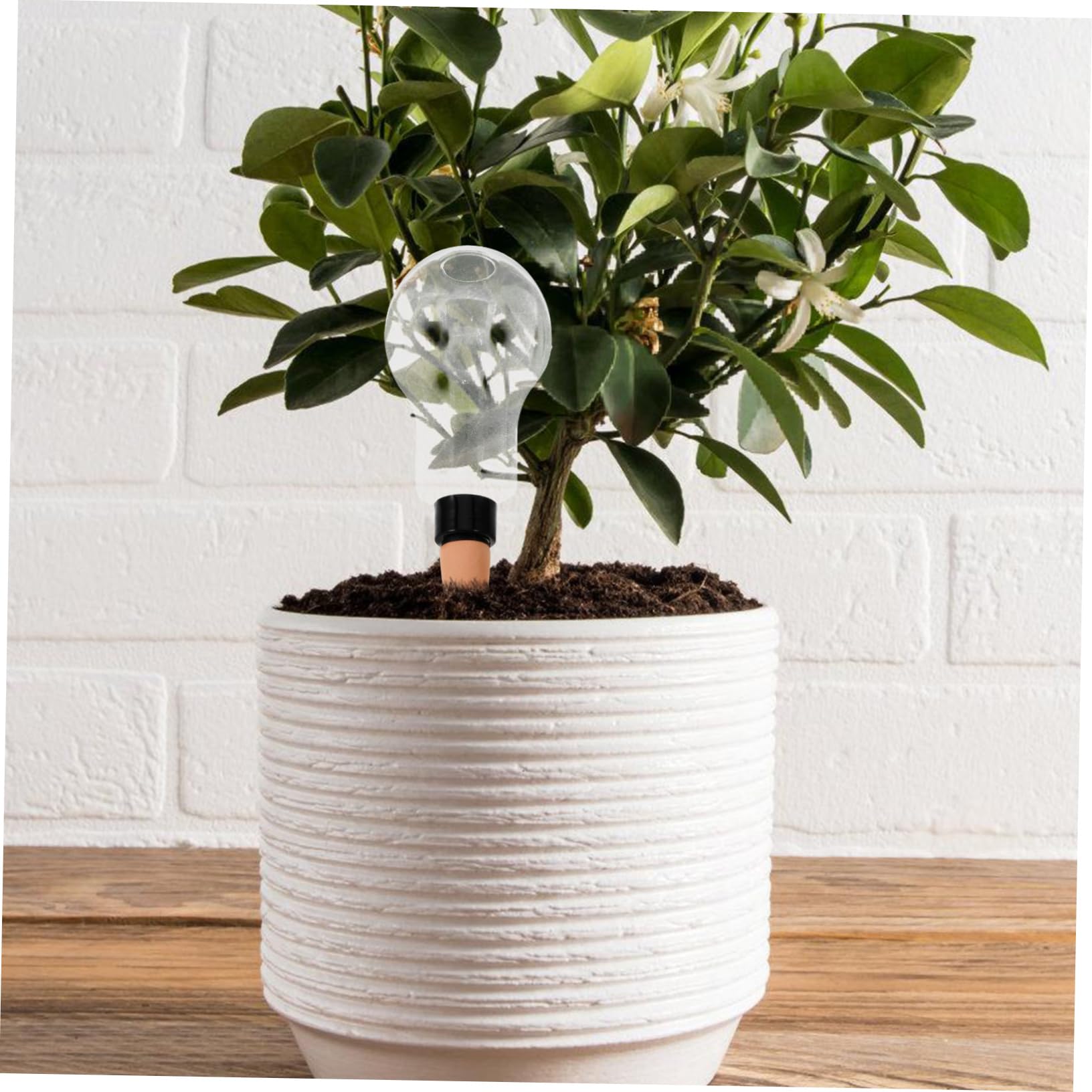 TOYANDONA 8pièces Globes Arrosage Automatique pour Plantes Intérieur Et Extérieur à pour Et Plantes Pot Pratique Et pour Arrosage