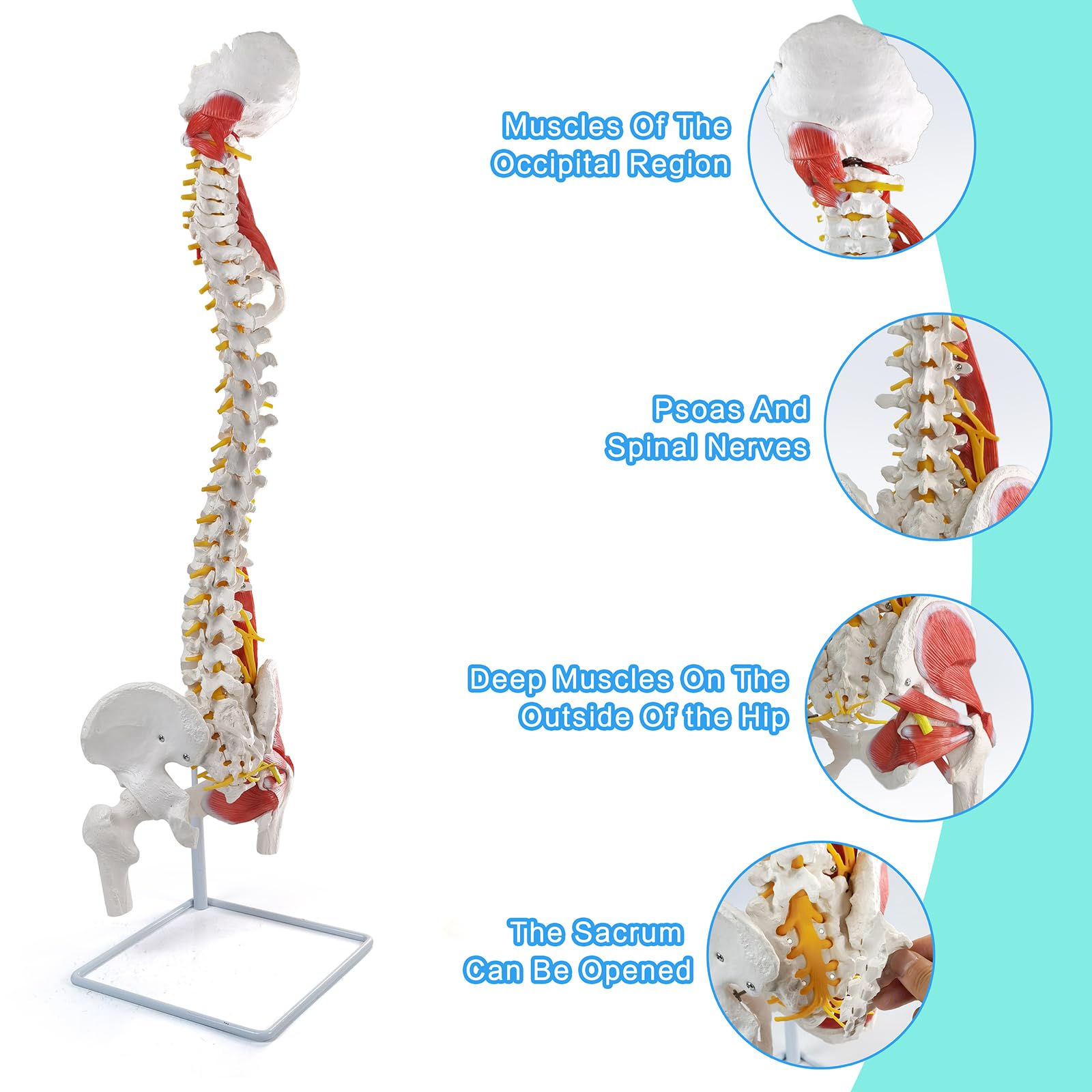 Modello di colonna vertebrale umana flessibile con muscoli, modello anatomico di colonna vertebrale maschile 33 pollici con midollo spinale flessibile, vertebre, nervi, arterie, lombare