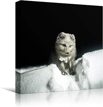 bestdeal depot Fox Multicolor Photography Urban Wall Art Prints for Living Room,Bedroom Ready to Hang - 12x12 inches