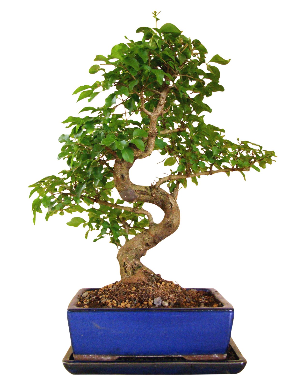 chinesischer Liguster ca. 10-12 Jahre 35–40 cm hoch in Keramikschale mit Untersetzer inkl. Pflegehinweisen & Bonsaipass vom Bonsai Fachgeschäft