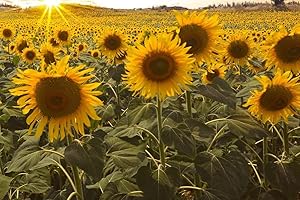 Dwarf Sunflower Seeds: A Pocket-Sized Delight for Your Garden