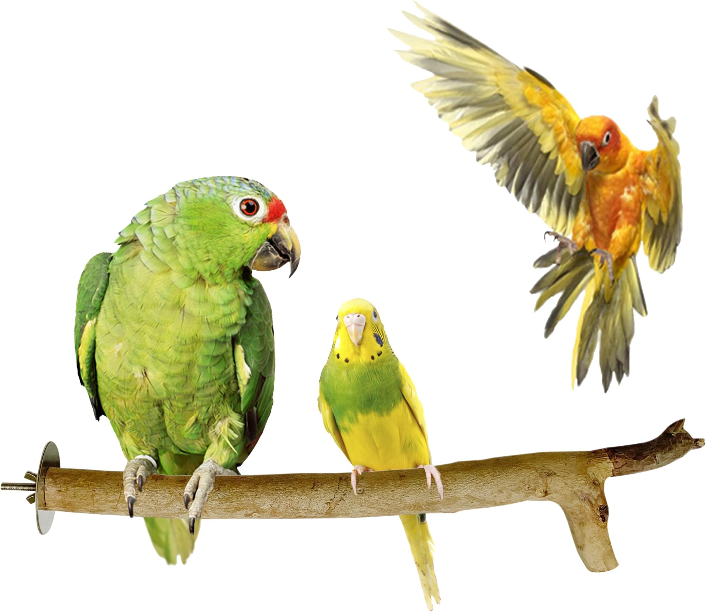 - Congoยฎ 100% Natural Eucalyptus 11" to 13" Chewable Perch (Neelgiri Wood) for Budgies, Lovebirds, Cockatiels, Conures, Senegals, Amazons, and Other Birds (Pack of 2)