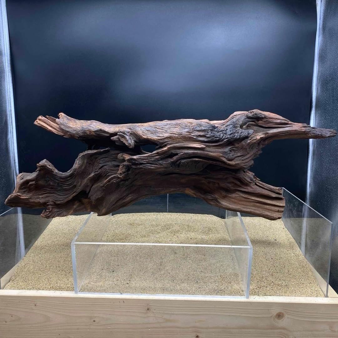 アクアテラリウム 水槽流木。水生植 物 水槽用流木 アクアリウム 盆栽