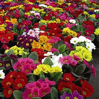 Primrose Primula Seeds T&M's Special Giant Flowered Strain Hardy Perennial Mixed Colours Large Blooms Spring Flowering Easy to Grow Your Own 1x Packet (Approx. 30 Seeds) by Thompson and Morgan