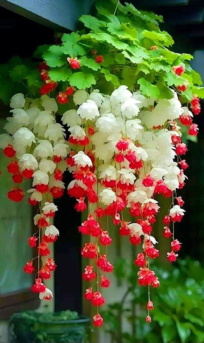 Rare Lily of The Valley for Planting UK, Hardy Perennial, Excellent Display, Mix Greening Flower, Natural Organic, Wedding, Balcony Garden-12 Bulbs-A — image 1