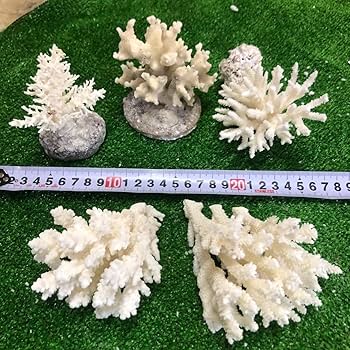 Amazon.co.jp: 24 A サンゴ 珊瑚 置物 飾りサンゴ 飾り 欠片